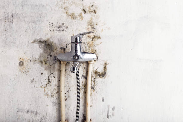 Best Mold Damage Repair  in Westwood, KS