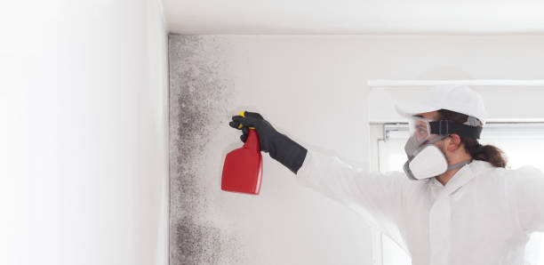 Office Mold Removal Services in Westwood, KS