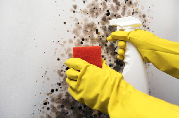 Best Commercial Mold Removal  in Westwood, KS