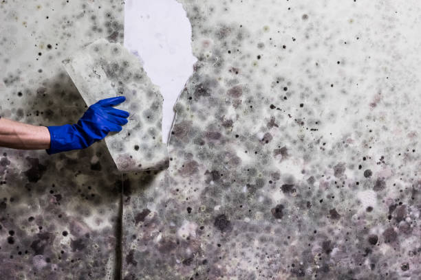 Attic Mold Removal in Westwood, KS