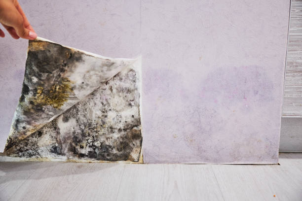 Best Local Mold Removal Service  in Westwood, KS
